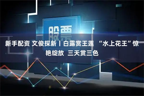 新手配资 文俊探新丨白露赏王莲  “水上花王”惊艳绽放  三天赏三色